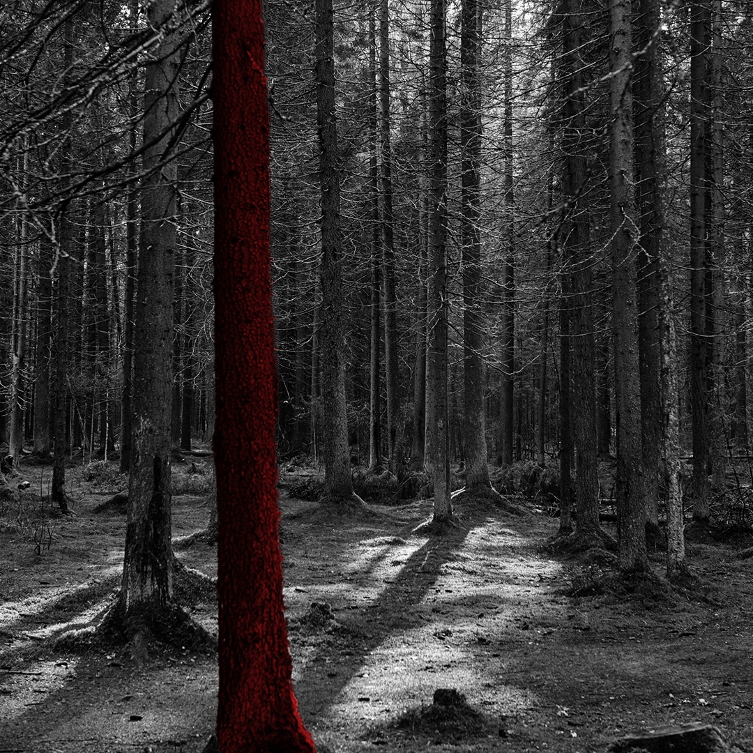 Yeryüzü Bizim Evimiz ve Onu Yeşillendirmeliyiz!